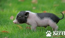 桃园里的小香猪