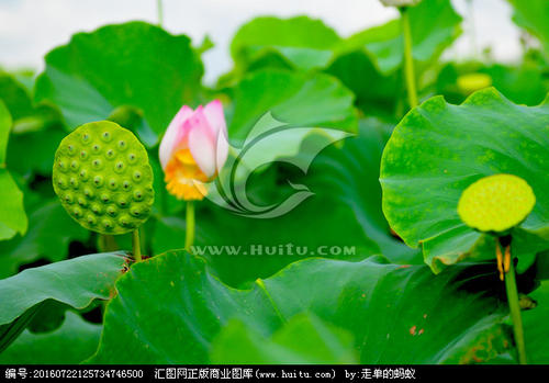六月的夏天