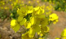 遥不可及的春天