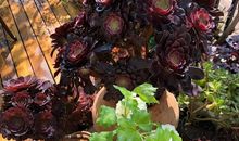 家乡小院的四季