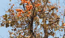 忘不了那颗温暖的柿子树