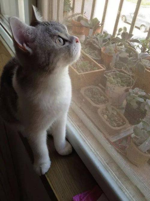 小猫种花