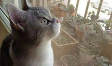 小猫养花