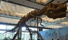 观看恐龙展