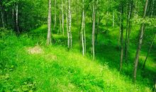 森林的春天