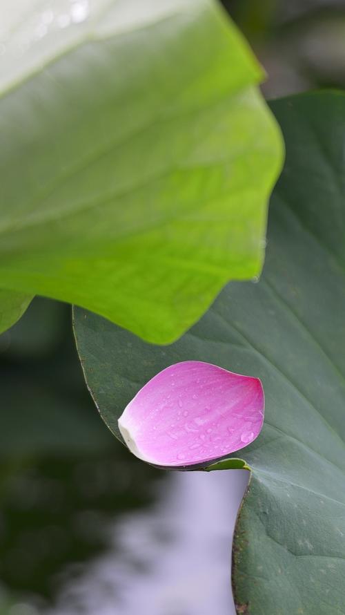 荷花池雨色