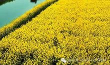 心田上的油菜花
