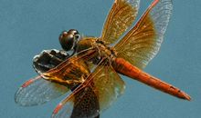 “蜻蜓点水”之谜