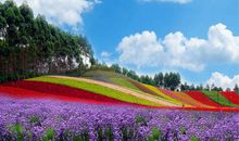 畅游玛琪雅朵花海