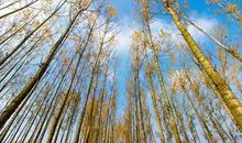 白杨作文托物言志