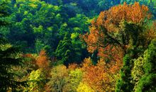 深秋的天目山路