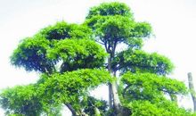 我心中的树王松树