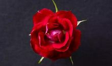 莫令芳草成蹉跎