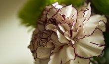 让宽容之花绽放