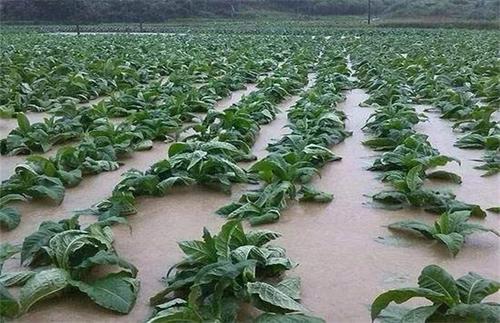 大雨过后