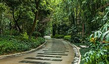 校园的绿色小道