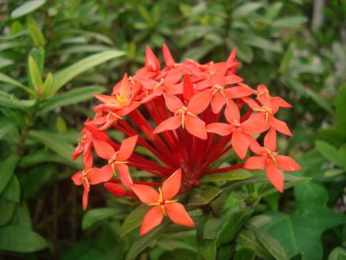 我希望那是一朵无名的花