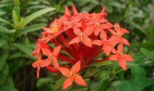 我愿是一朵无名之花