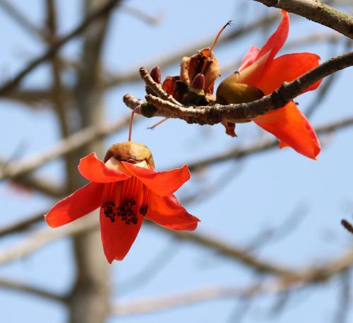校园里的木棉树