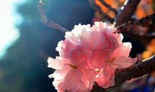 我发现校园的美丽