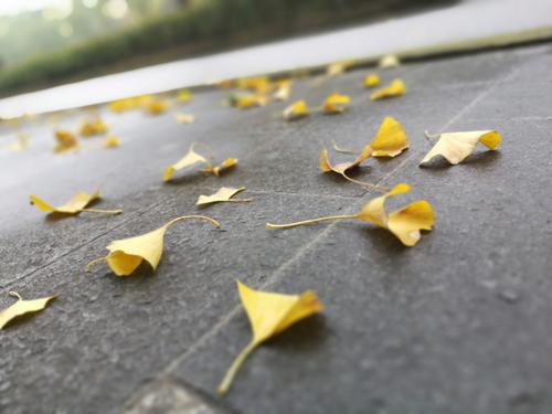 雨后落叶