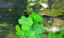 校园里的一抹绿