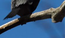 希望鸟儿在我肩膀上睡着