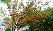 转过街角望到爱