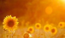 乐观也是一种美