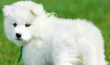 “天使”的笑容