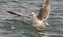 我要像海鸟一样飞读后感