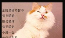狐朋“猫”友