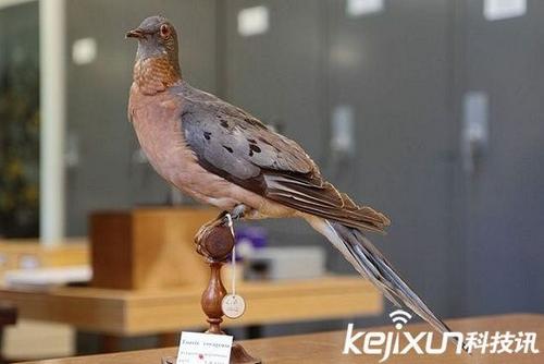 客鸽
