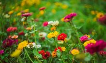 我生命中的那株菊花