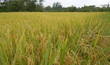 用心感受妈妈的爱