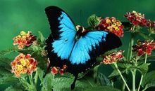 《昆虫记》有感