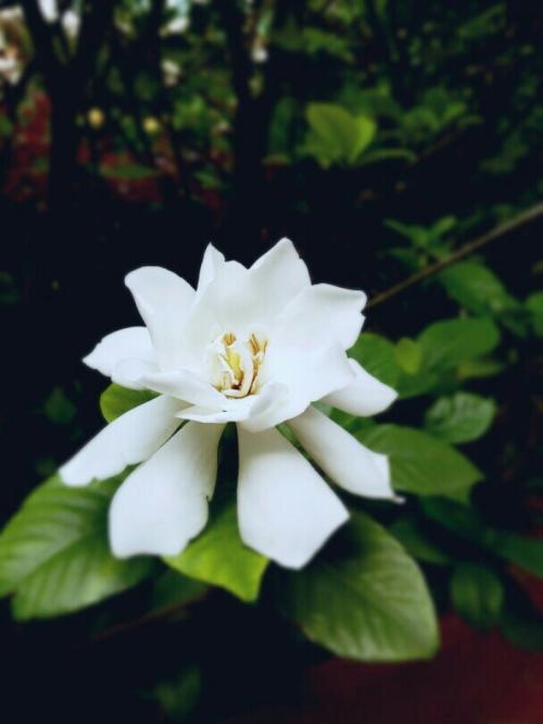 ia子花开，garden子花落