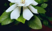 栀子花开，栀子花落