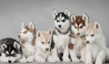 打猫的小男孩读后感