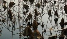 冬日里一束暖阳