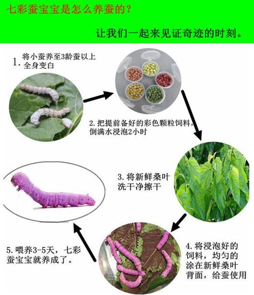 喂蚕宝宝