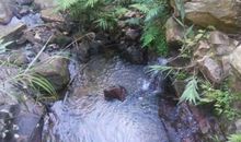 回荡着音乐的森林