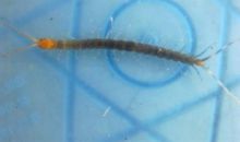 我家有“蜈蚣”