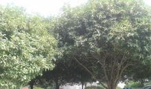 我们小区的桂树