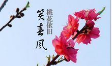 花儿依旧笑春风