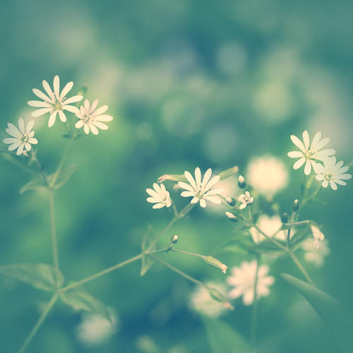 一朵小野花