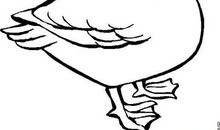 外婆家的小鸭子