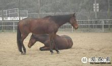 马儿为什么会站着睡觉