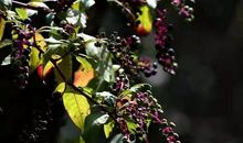 我努力读懂梅花