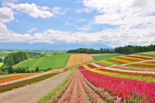 花田怀旧